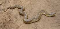 The hognose snake as we first found it