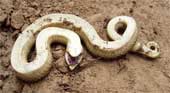 The "dead" hognose snake